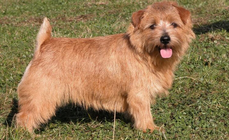 Norfolk Terrier